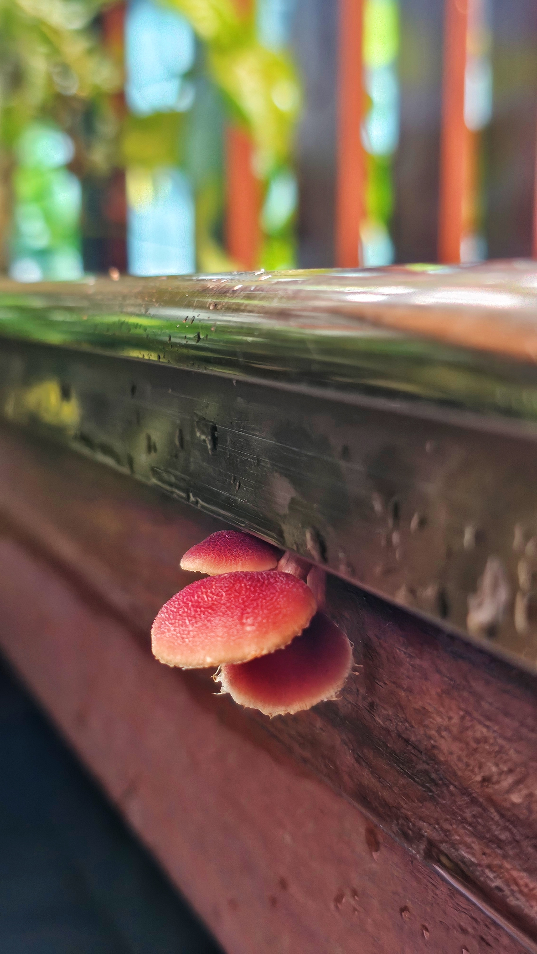連日大雨終於在傍晚歇腳，我趕緊上陽台清落葉。清著清著,突然在木地板縫裡看到幾朵小