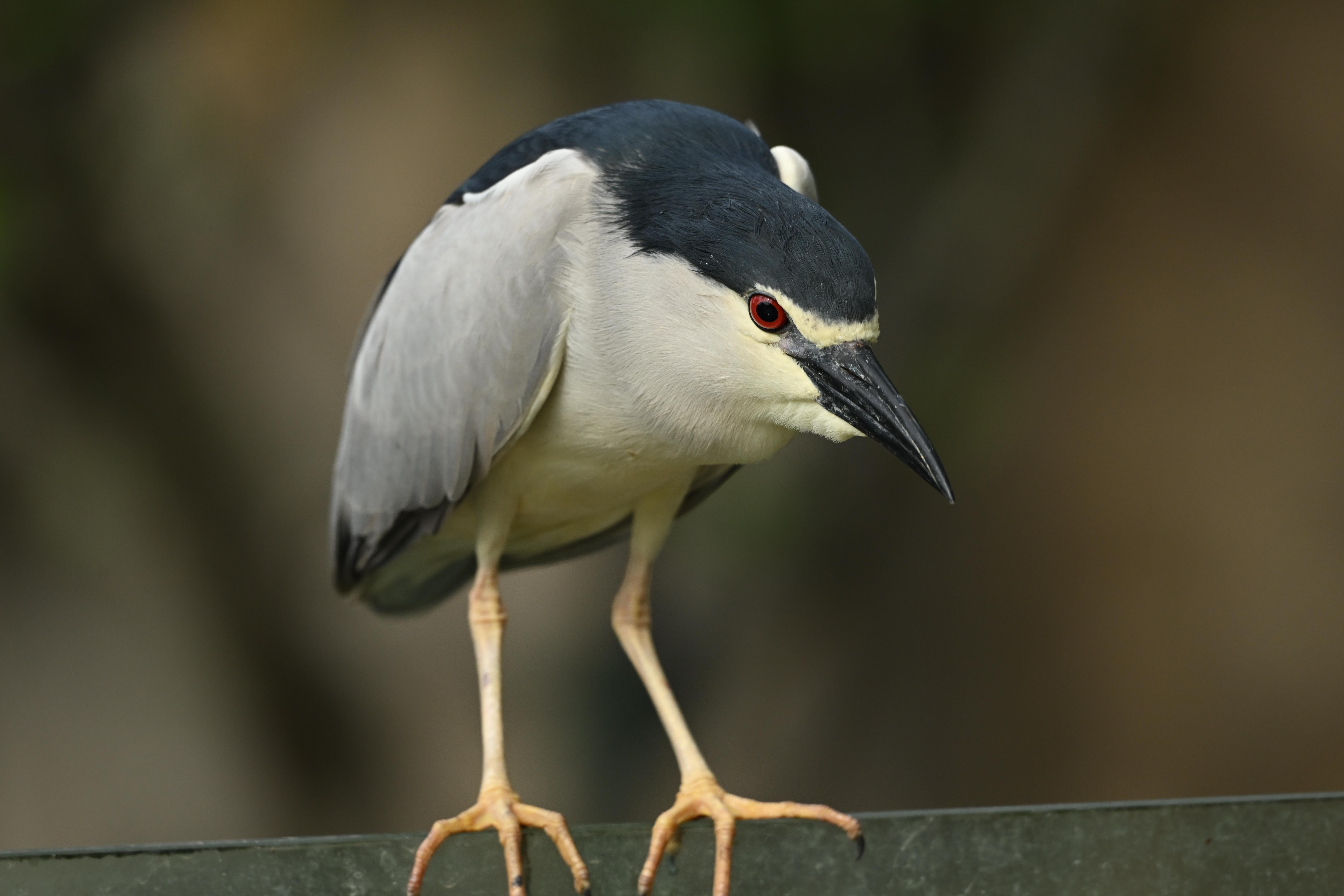 大半年没拍鸟了……想念肥美的夜师傅#夜鹭# ​​​