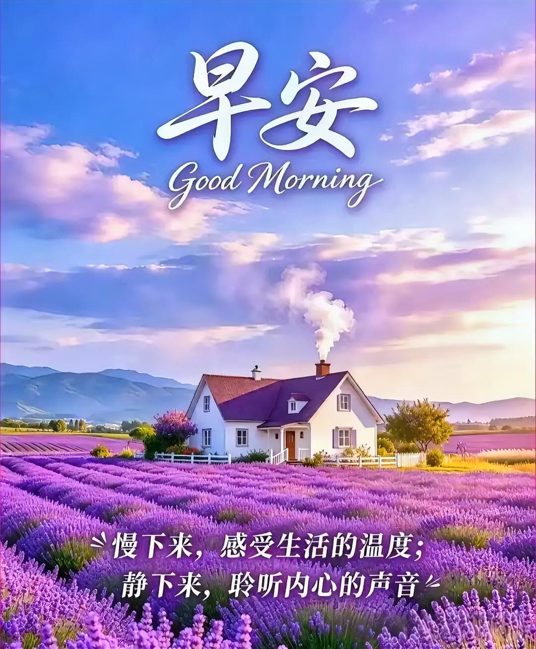 早安吉祥如意！紫色花海间，童话小屋前，慢下脚步，拾起生活的温度与内心的宁静。