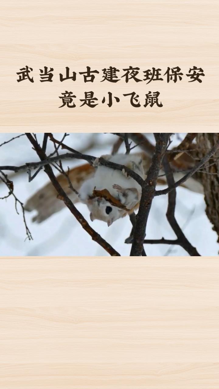 武当山古建夜班保安竟是小飞鼠？它为何能“蹭班”还受优待？
近日，一段武当山道观的