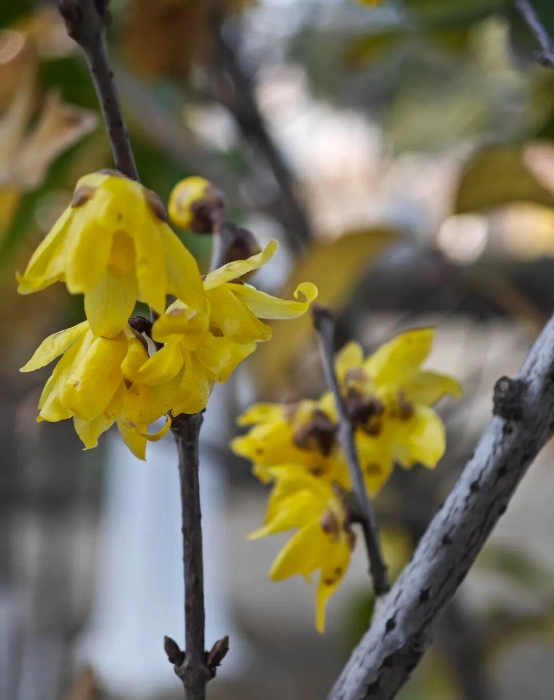 记录我的2026今天已经开始下雪了，气象站预报的大雨马上就变成雪了明天温度直下到