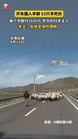 这代价太大了。甘肃武威，一车主因开车走神，径直撞上了路上的羊群，53只羊当场死伤