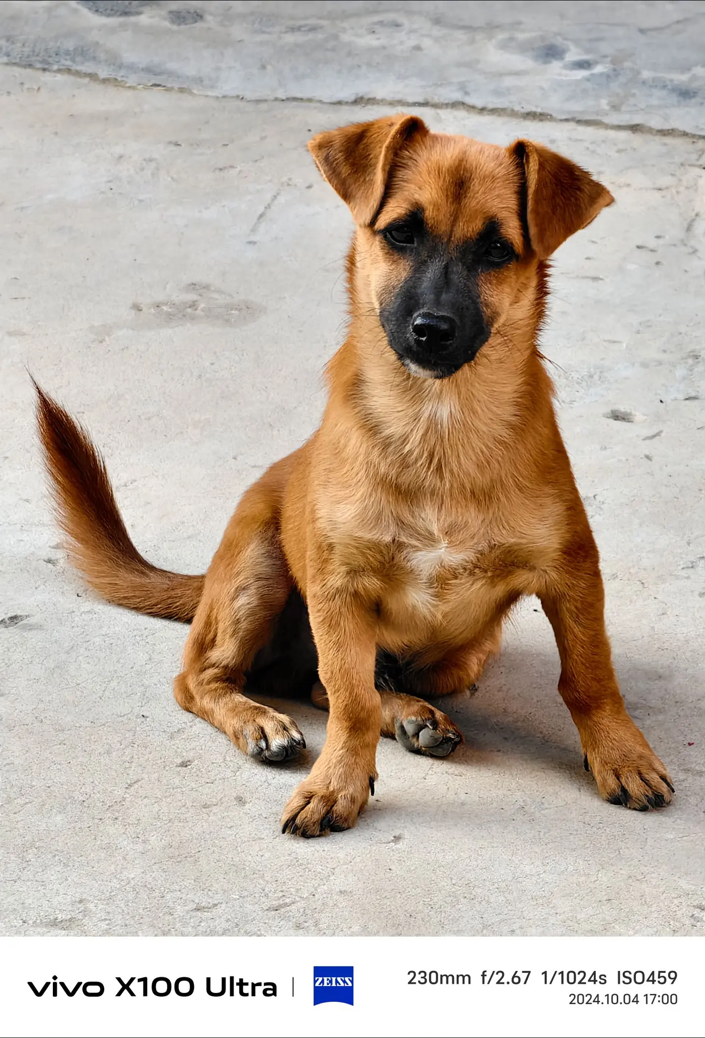 人与动物和谐共处