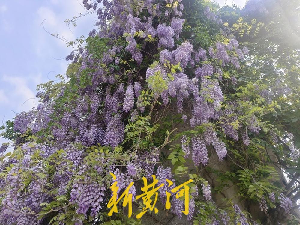 近日，济南市泉城公园内的紫藤萝进入盛花期，垂挂的花穗形成浪漫的“紫藤萝瀑布”，不