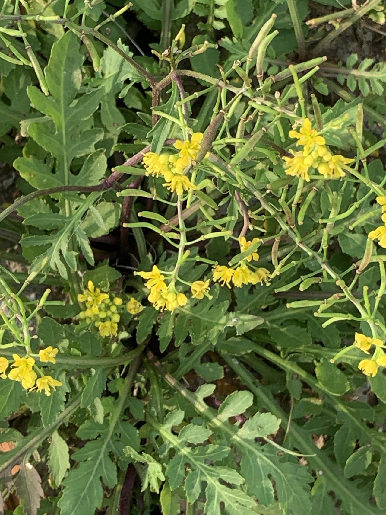 谁认识这种野花，嫩苗也是一种野菜，它叫沼生蔊菜，又名水荠菜，属十字花科草本。茎叶