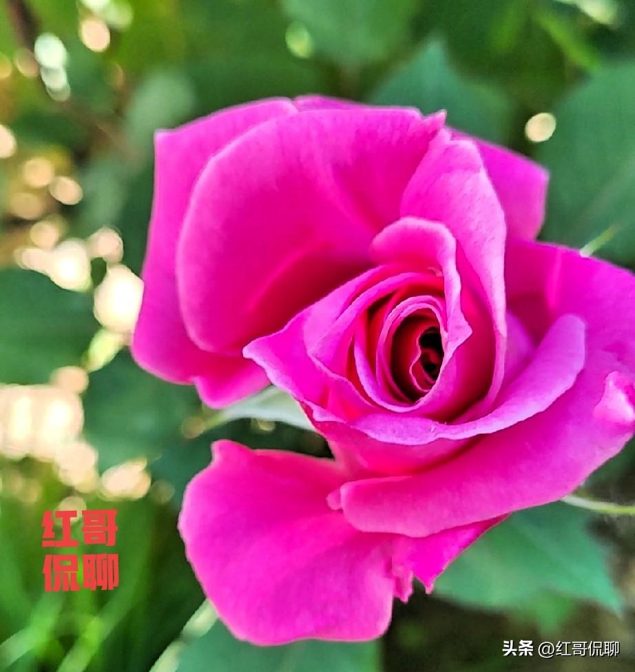 网络意见国内外有何不同呢？豆包这样说的：
国外网络上的意见分歧和中国一样，甚至在