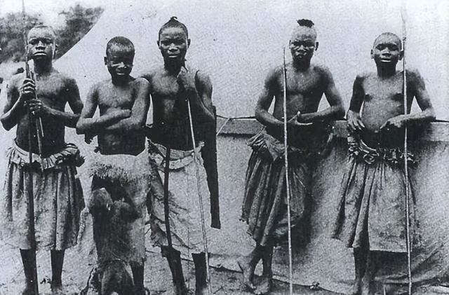 1932年，非洲刚果深处的一个部落在森林中捕获了一只体型巨大的黑猩猩。

就在这