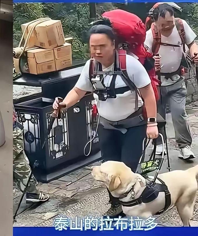 导盲犬芬迪髋关节都三级损伤了，大连基地还捂着报告，这操作真让人摸不着头脑！
 