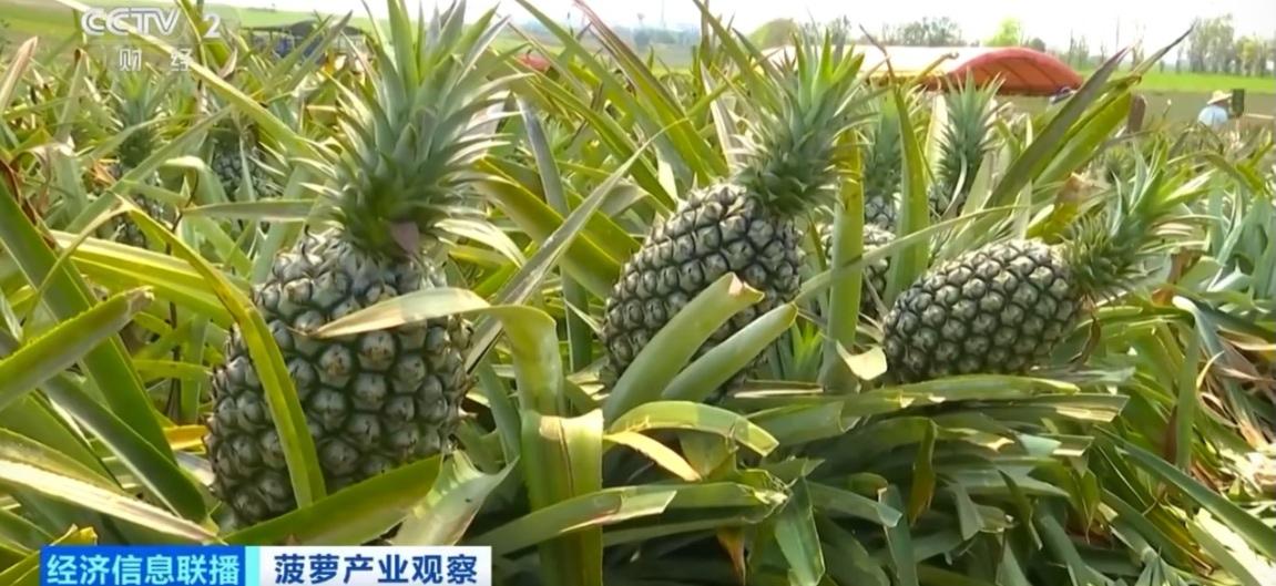 【广东徐闻菠萝的海丰收季来了！农户亩入6000元，凭啥这么“甜”？】

又到一年