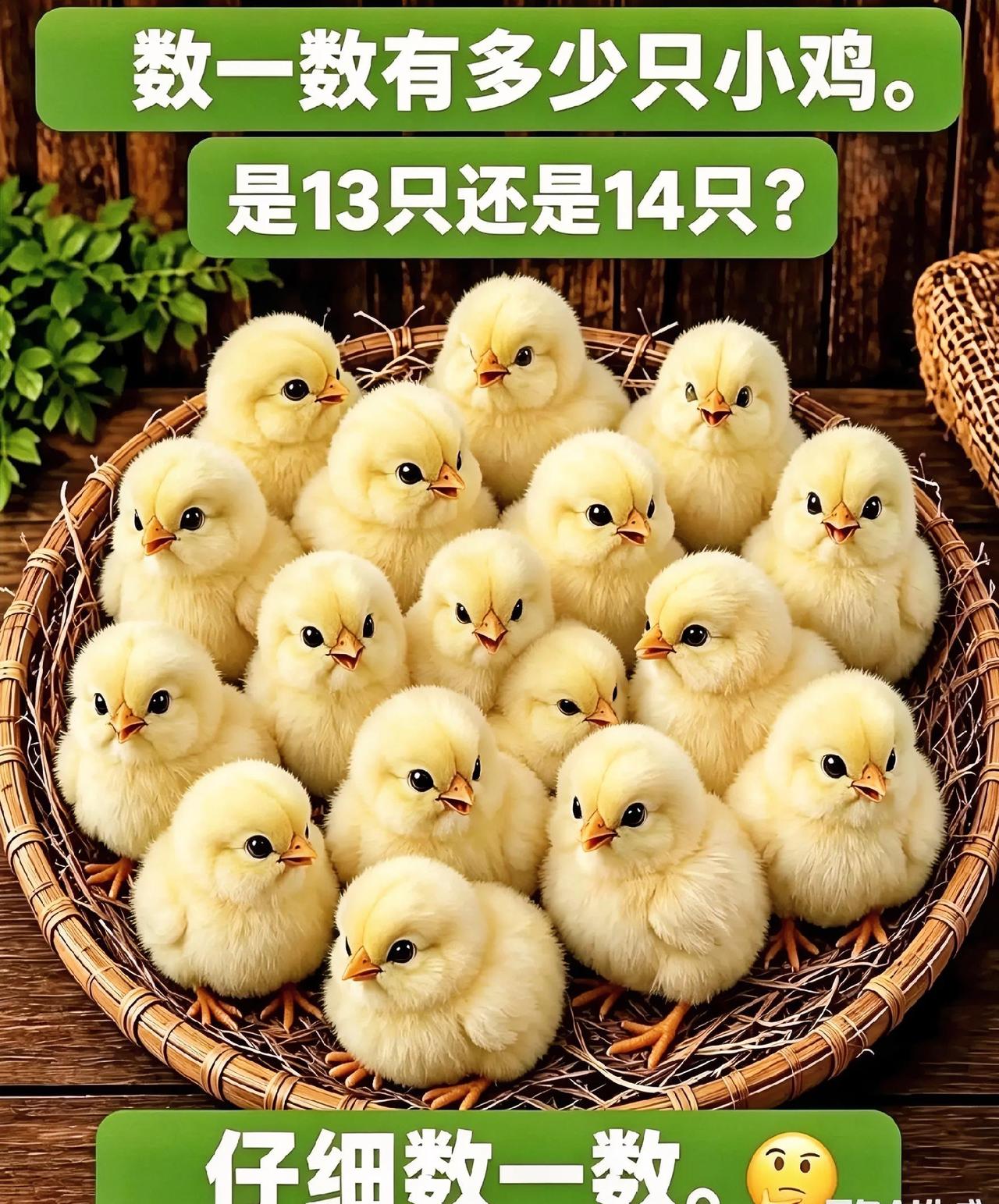 几只小鸡？我怎么恍恍惚惚不相信自己的眼力了呢？
眼力测试又来了！篮子里一窝小鸡，