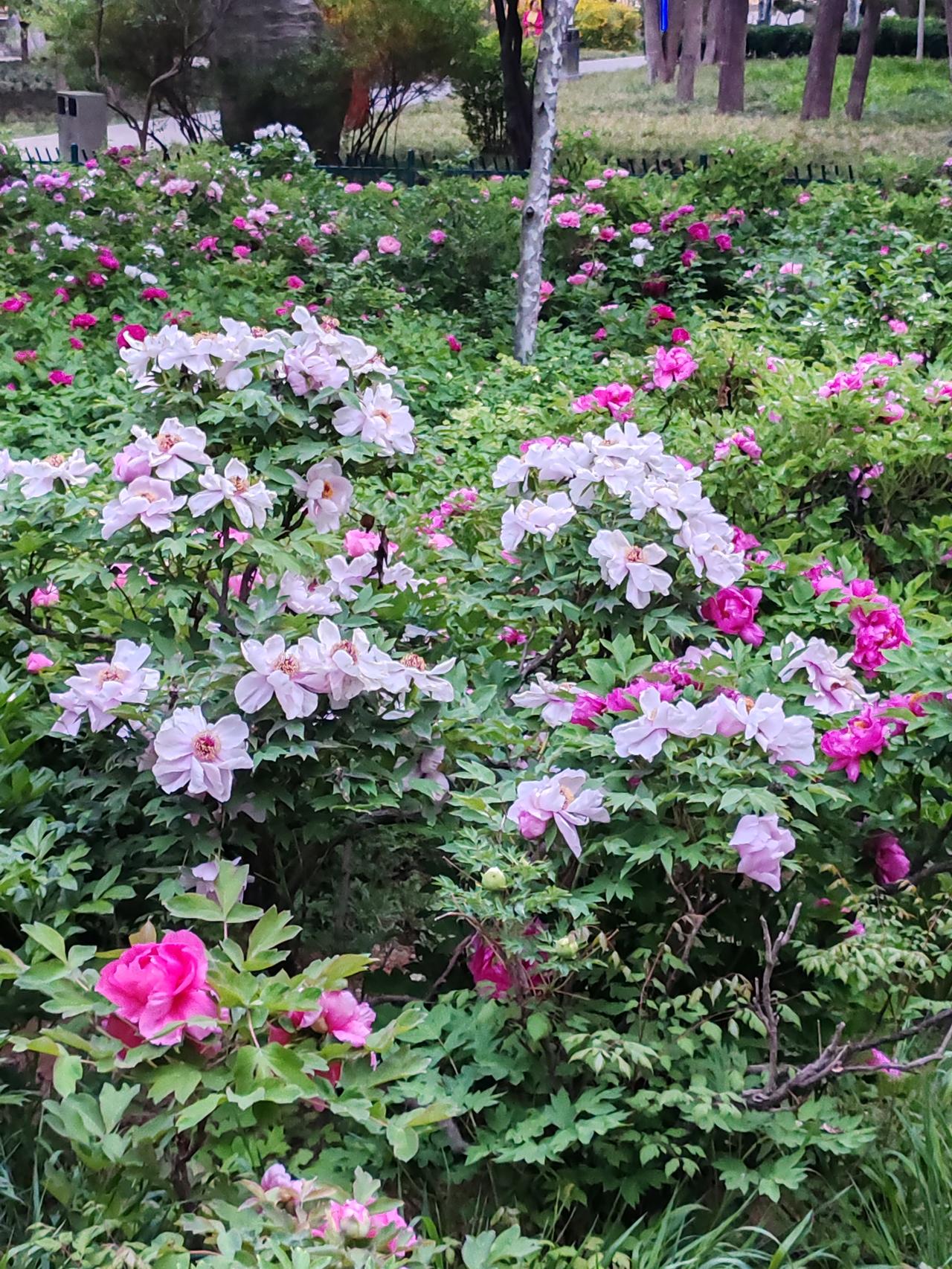 晒图笔记大赛美丽的牡丹园。春暖牡丹放，各色竞争彩。粉红紫白墨，相携吐芬芳。养眼又