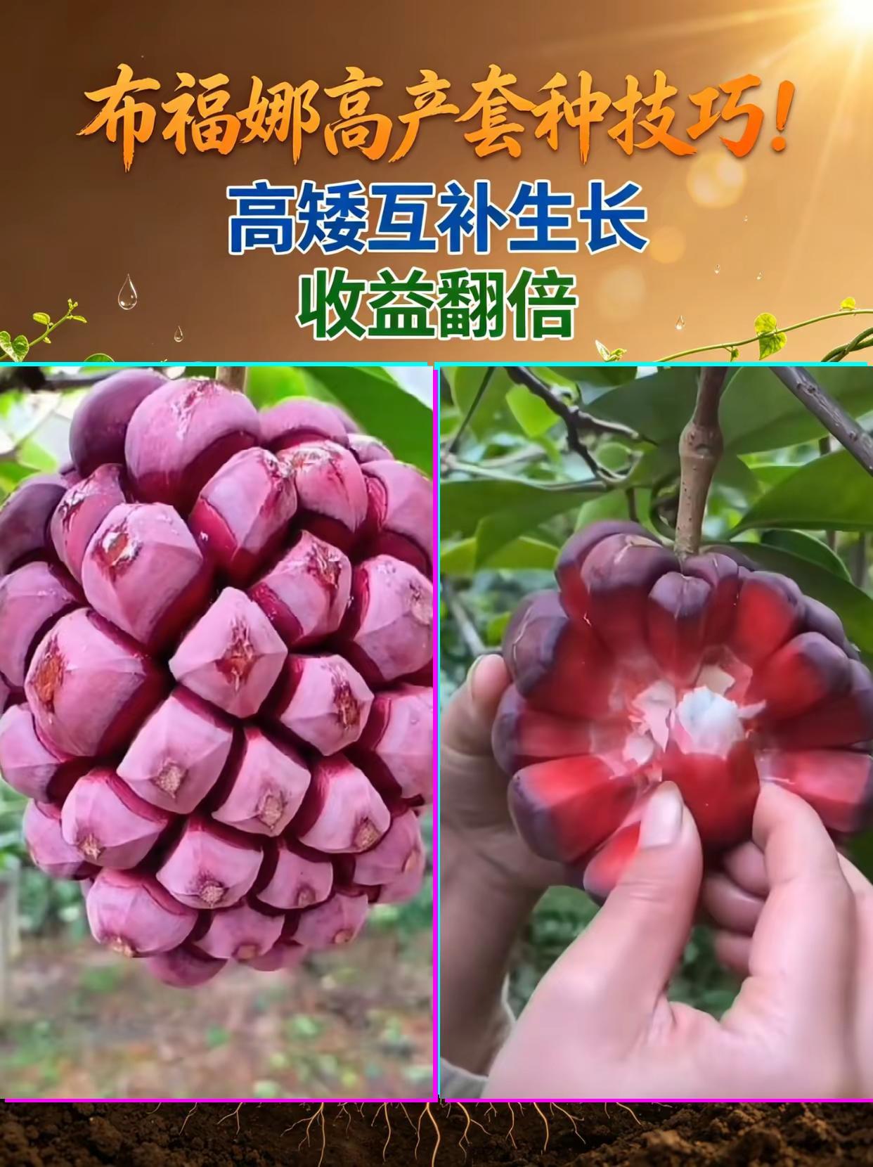 布福娜高产套种技巧！高矮互补生长收益翻倍。布福娜