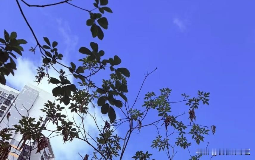 真心话茶局枝桠挑着浓绿，裁开澄澈的蓝，碎云缠在叶隙间轻晃。风掠过梢头时，连光影都