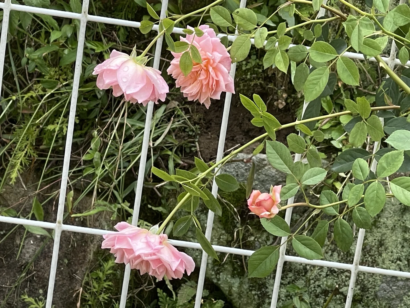 奥斯汀夏洛特夫人芽变粉姬第三波花
