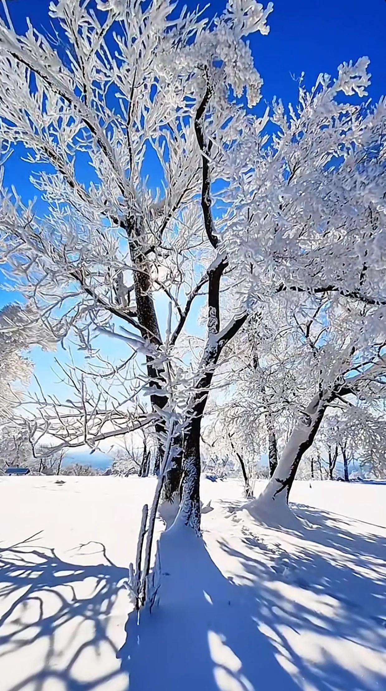 雪舞翩翩落枝头，白茫一片映苍穹。冬日浪漫静默中，时光馈赠每片雪。你我共赏纯净世界