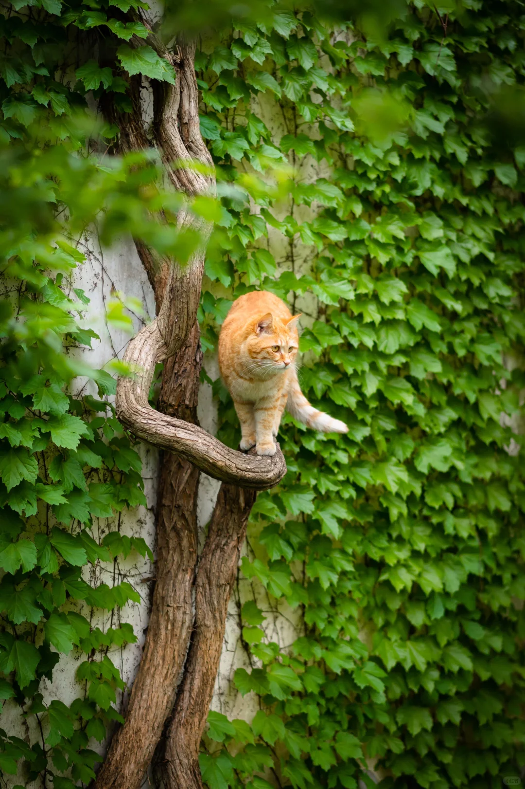 绿色猫爬架