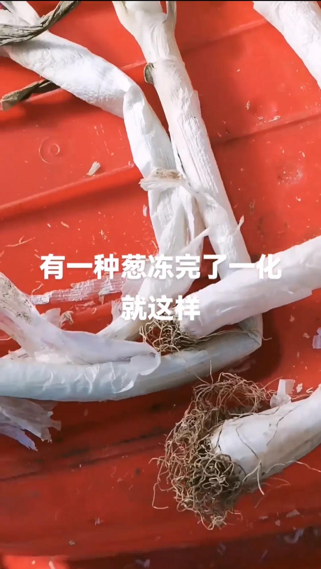 不吃葱不来气，一吃葱能气死。
你看看我家的葱吧，和没有骨头似的，软绵绵的，扒开里