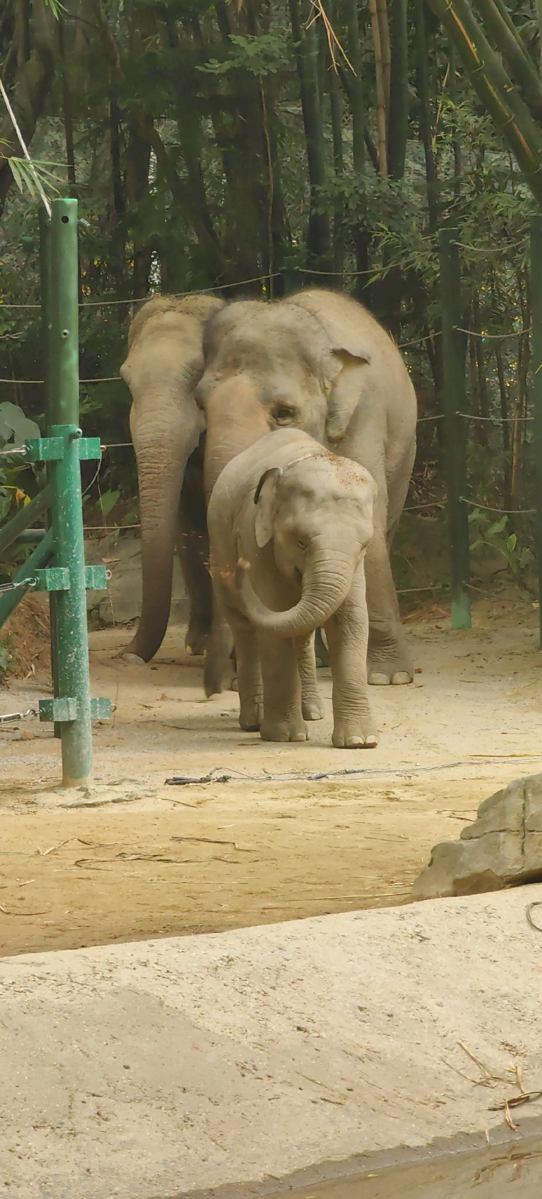 威风：我要做领头🐘😎