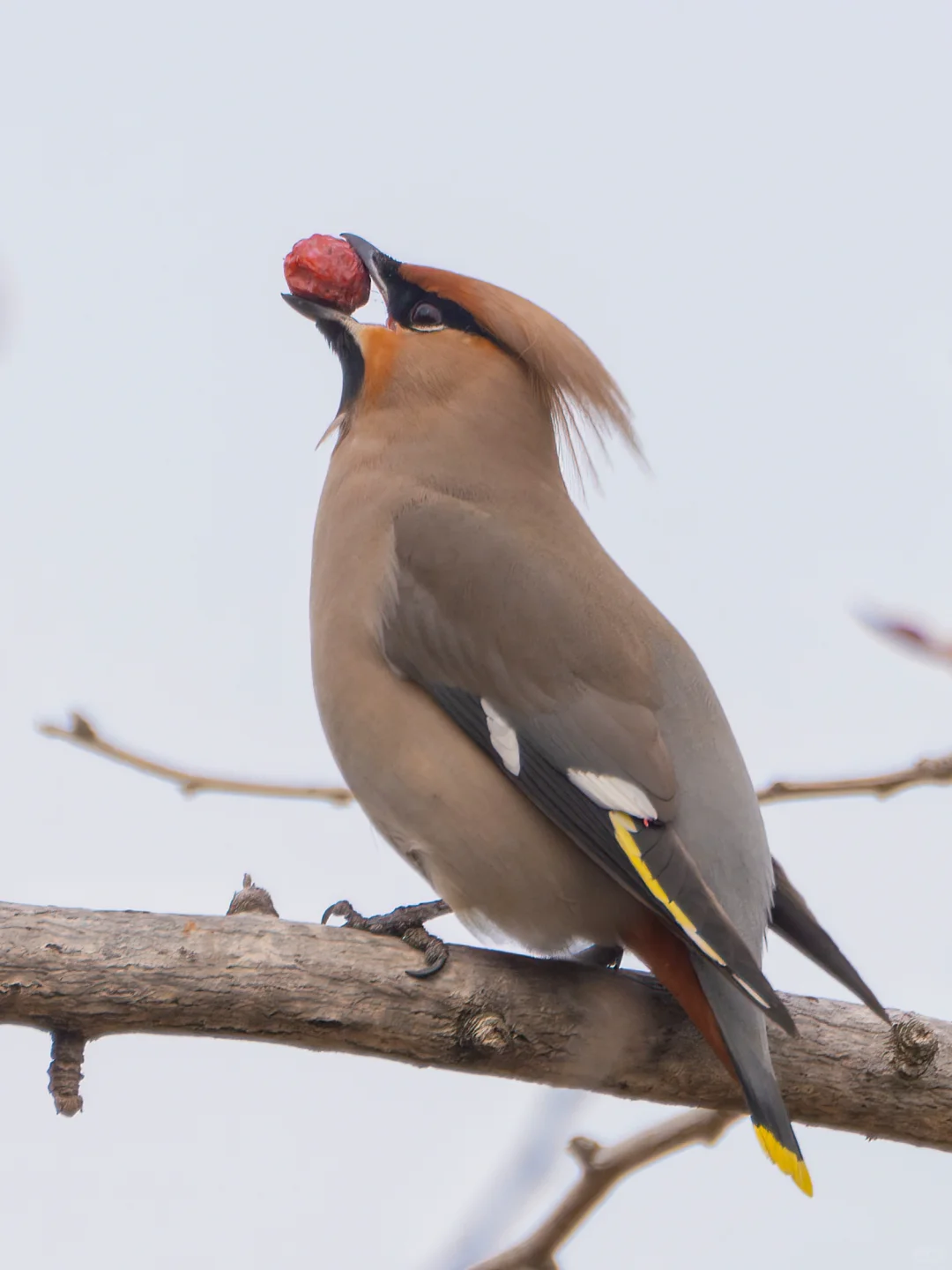 便携打鸟新可能！
