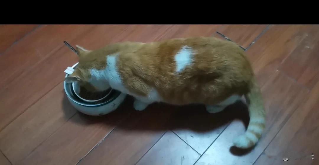 收养的流浪猫渐渐圆了起来。从前尖尖的下巴慢慢囤起软肉，蜷在沙发上时，像团晒暖的毛