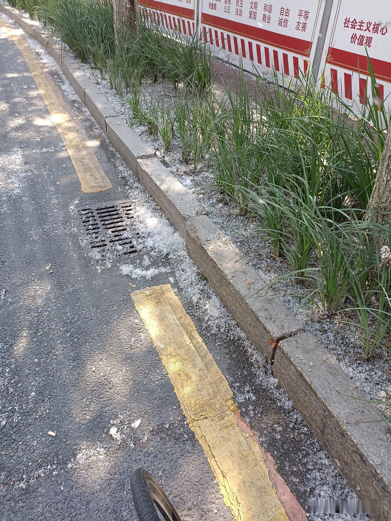 夏季马路上见“雪花”
夏季马路上见“雪花”，这“雪花”是杨树枝上产生的。有时候往
