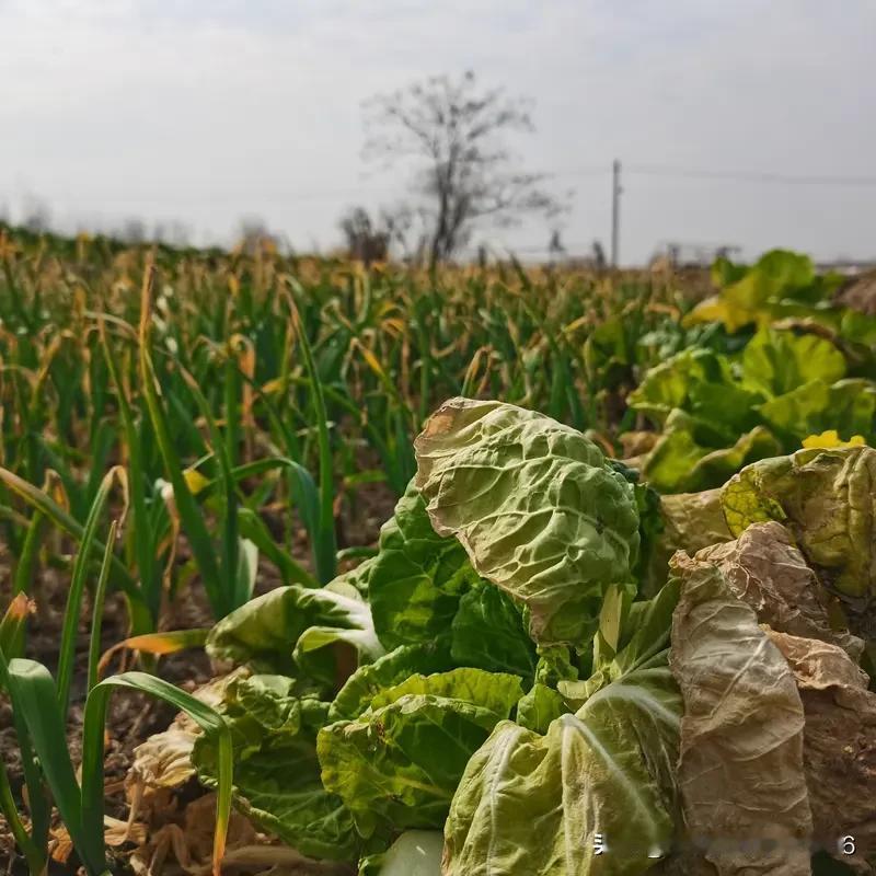 上联:吃春夏秋冬苦
下联:享荣华富贵乐