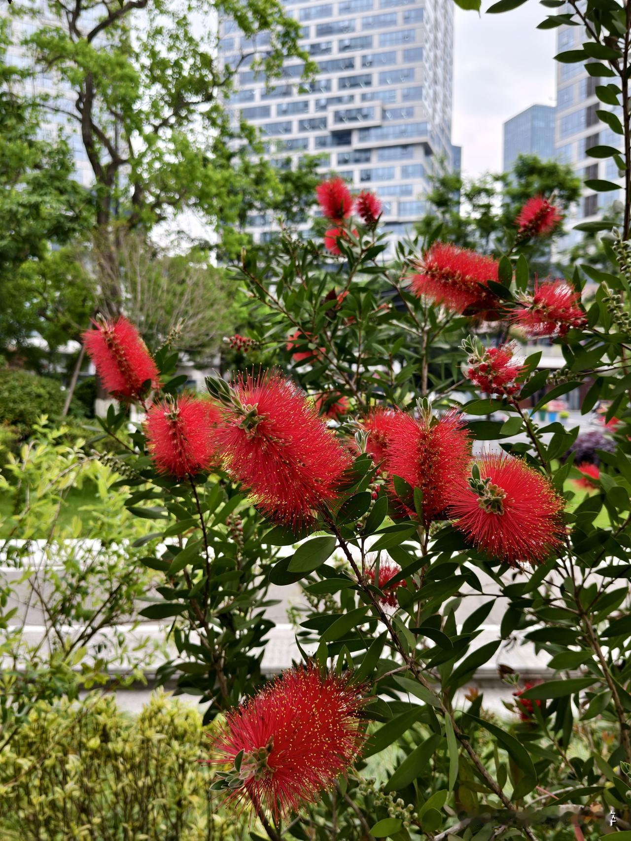 花美花香迷人醉