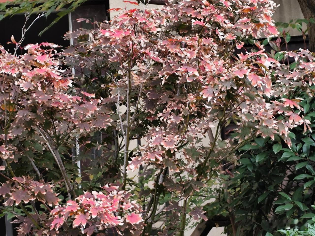 不知道它的名字，只看到它在小区角落坚强地释放美丽，给白天安静地小区增添生机。
