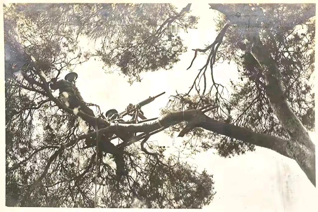 日军在东南亚与盟军作战时，为了弥补火力差距，就躲到树上，利用浓密的枝叶做掩护进行