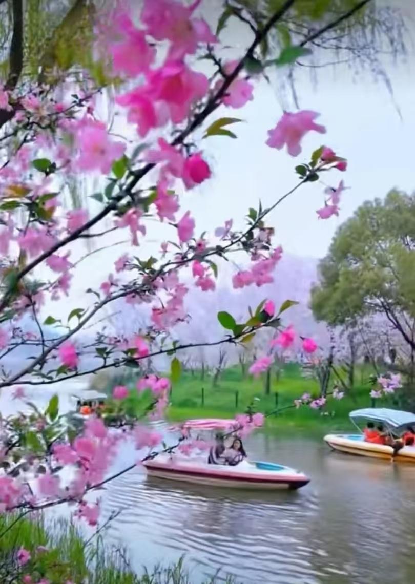 清明时节梨花开，桃花谢去白雪来。云开万里，不染尘埃。晨光如洗，心随境转。

四月