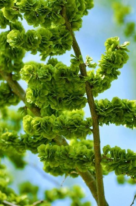 上联：拽青枝，捋嫩芽，一树榆钱牵旧梦；
下联：掺黑面，蒸菜团，几滴麻油醉新春。