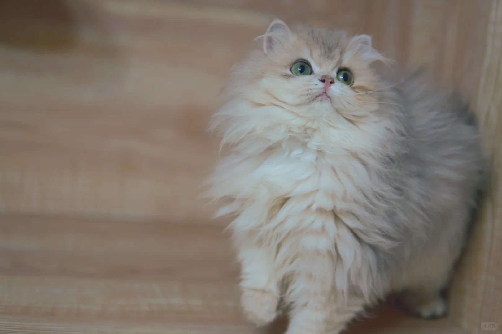甜甜的小猫咪