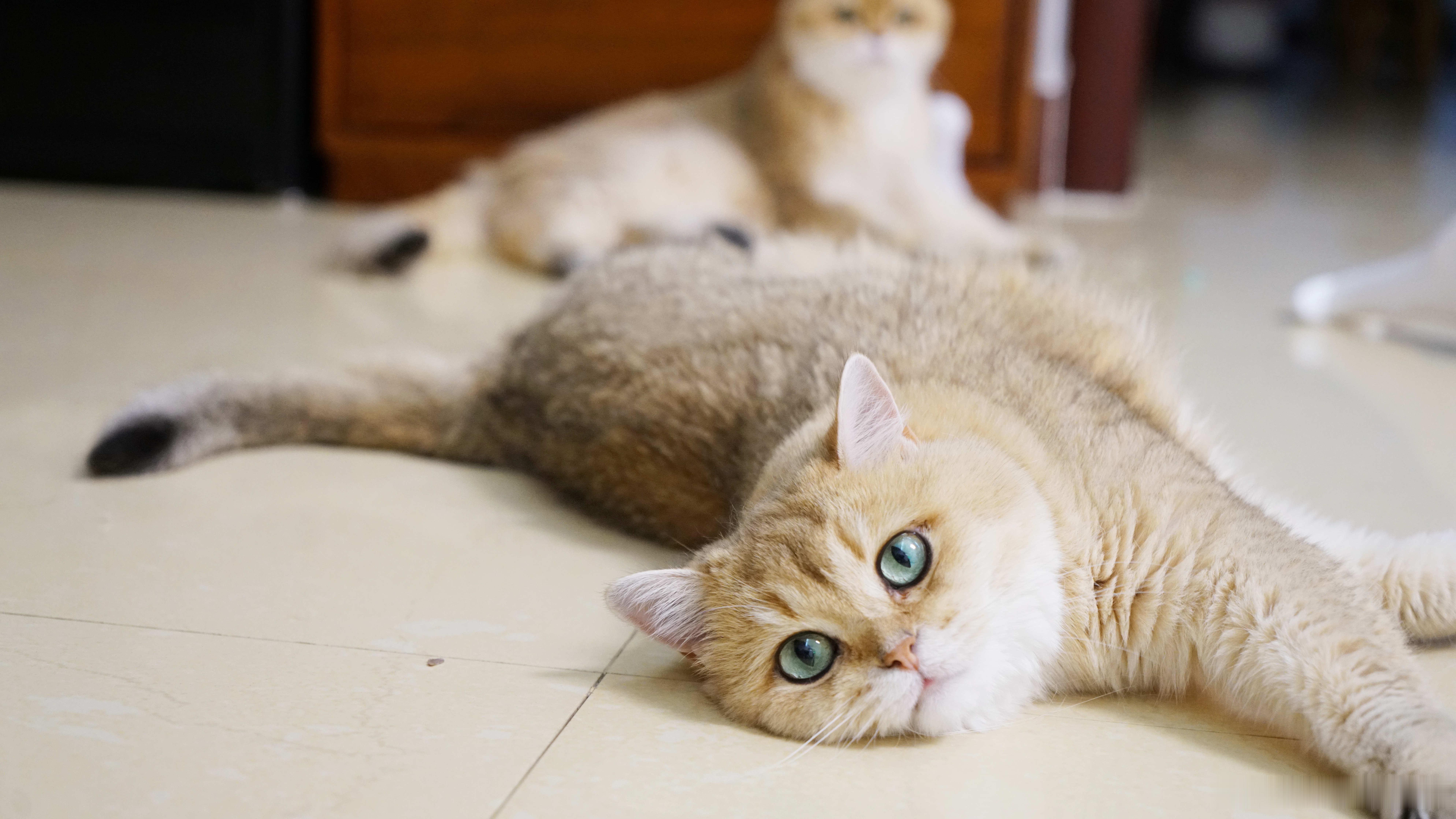 两姐妹萌宠猫咪