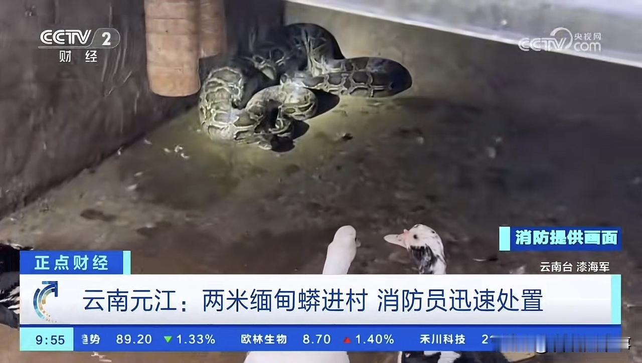 太吓人了！云南元江，一村民来到鸭舍喂鸭，却发现里面一片狼藉，一条缅甸蟒爬进鸭舍中