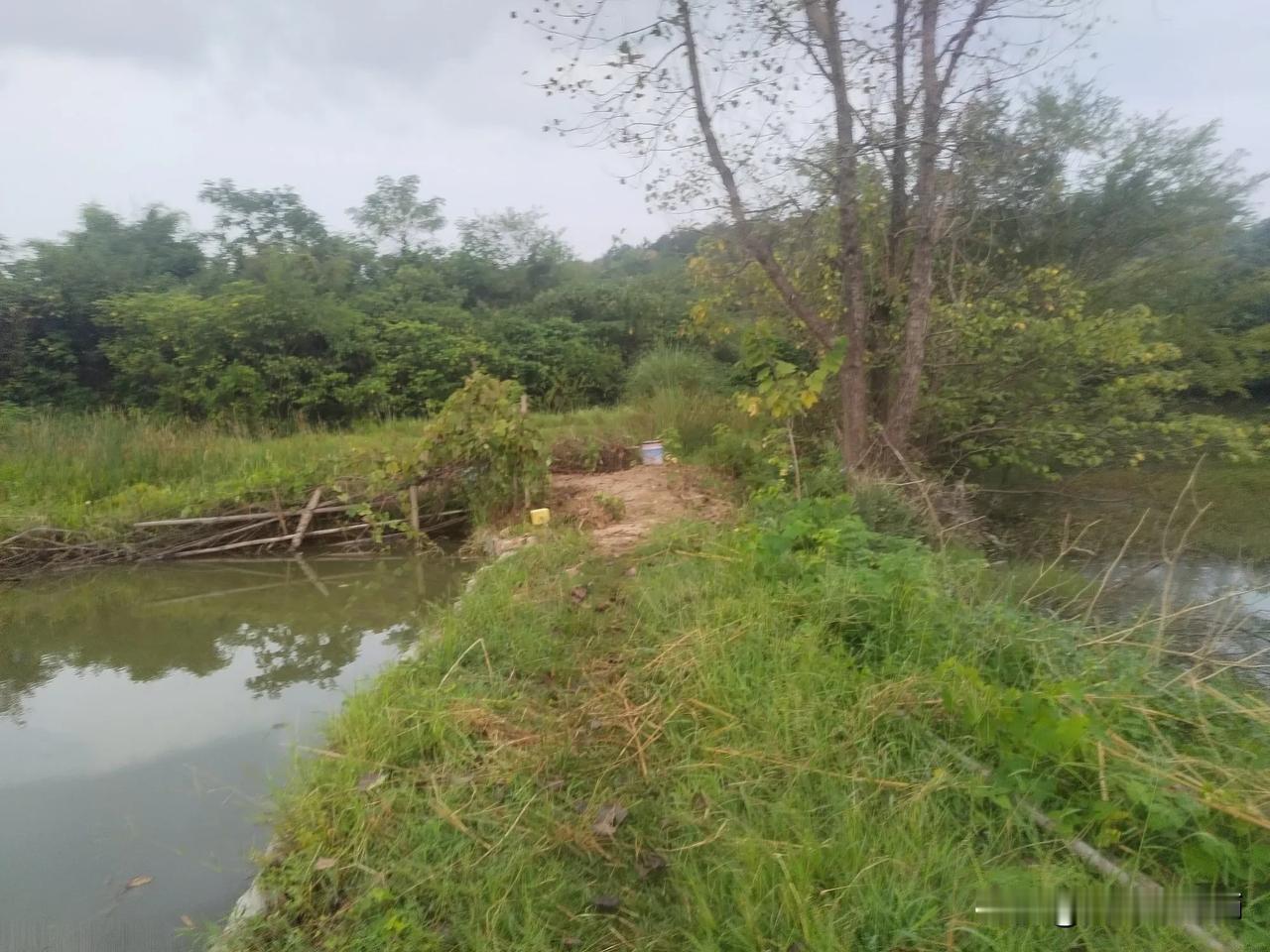 昨天龙叔叫去他家田埂上割鱼草，他家稻田没有杀虫。
早晨起来，趁太阳没有出山，我把