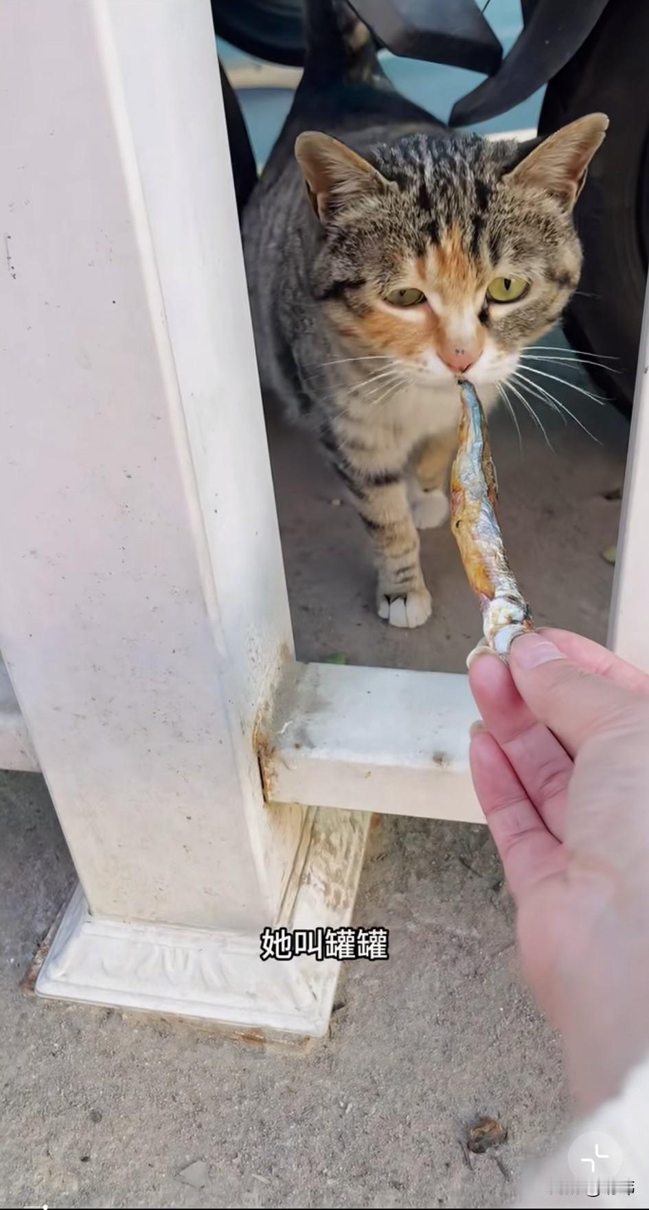 泪目了！这天一位小姐姐去公园游玩，当她走到一个广场上的时候，看到一只大肚子的流浪