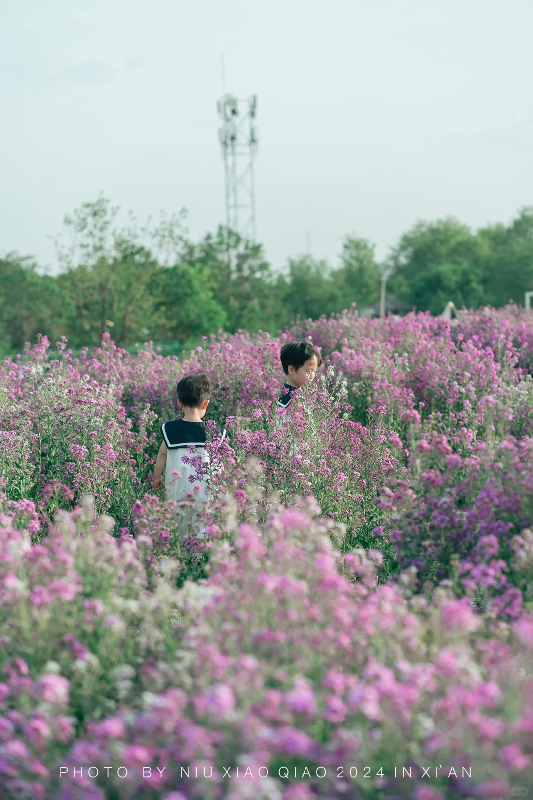 在西安｜发现一处莫奈花园🌸 附位置