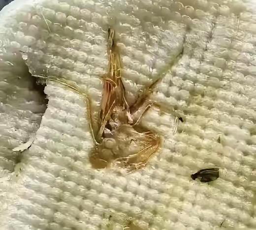 看形态，可以肯定是灶马，也就是螽斯。在厨房中常见，传说是灶王爷的坐骑。熟了无毒。