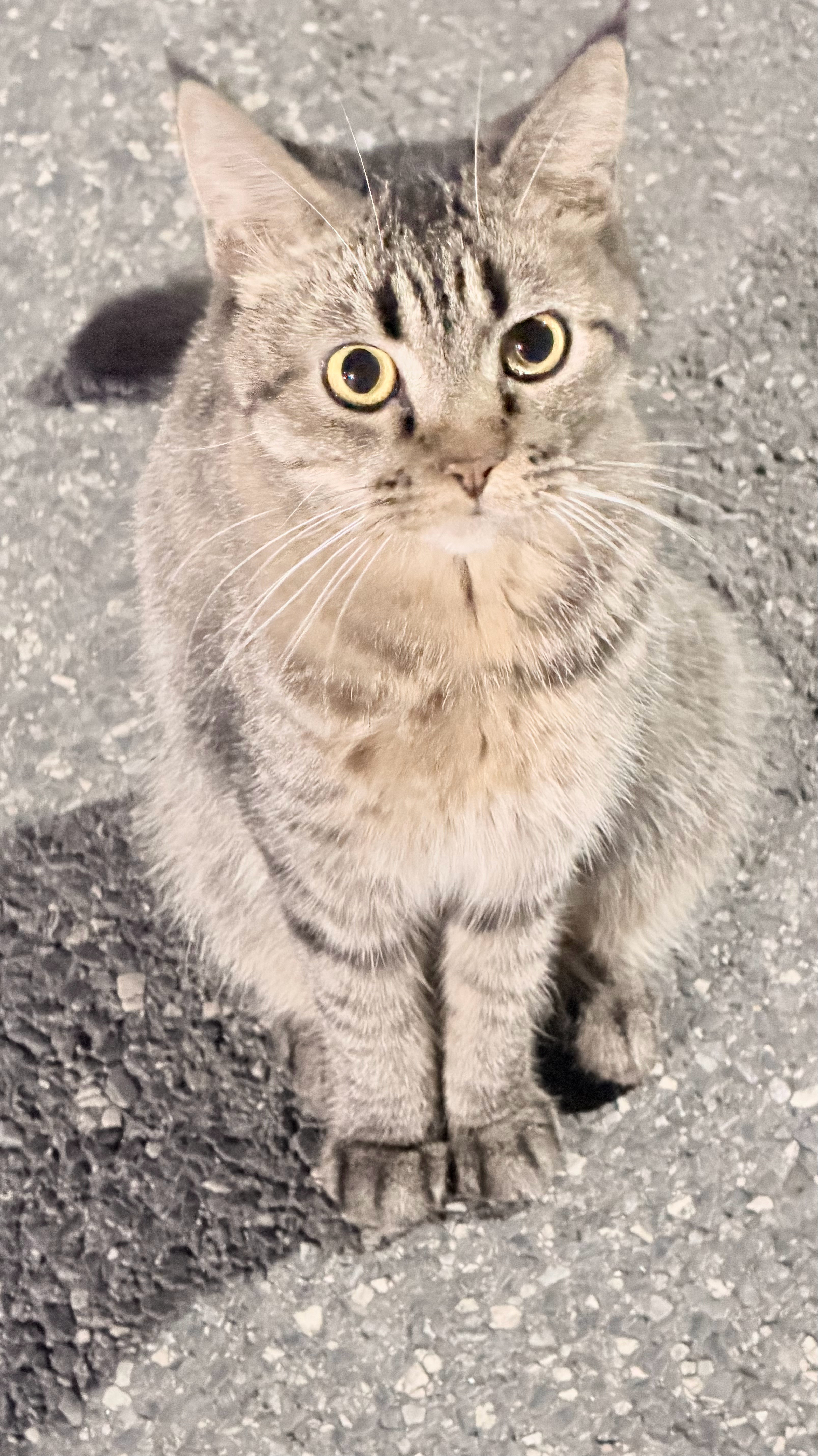 公司门口这只猫也太可爱了吧[流鼻血] ​​​