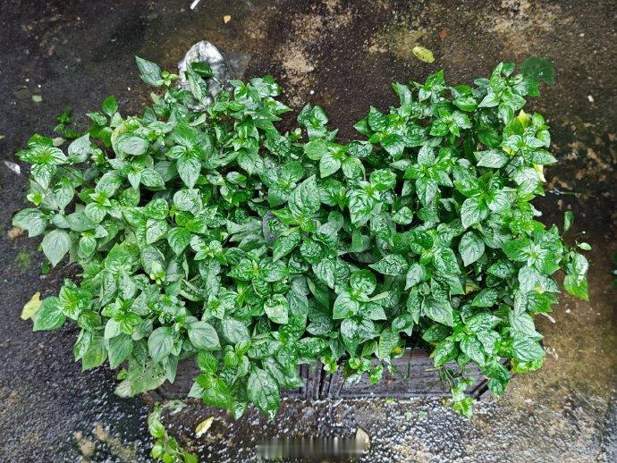 发现居住区域附近，种有好多狗肝菜，证明其是民间广泛应用的清热广中药。而菜市场却把
