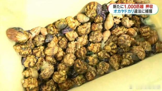 奄美大岛再查获大规模非法捕捞寄居蟹案：两名中国籍男子被捕海外新鲜事 日本鹿儿岛县
