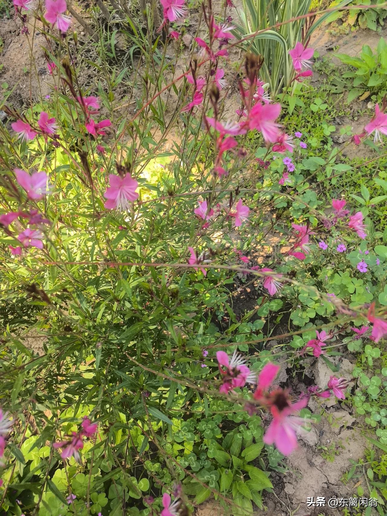 山桃草花吟
    符进朝
风摇粉蝶舞芳丛，
穗影参差映日红。
莫道春归无好色，