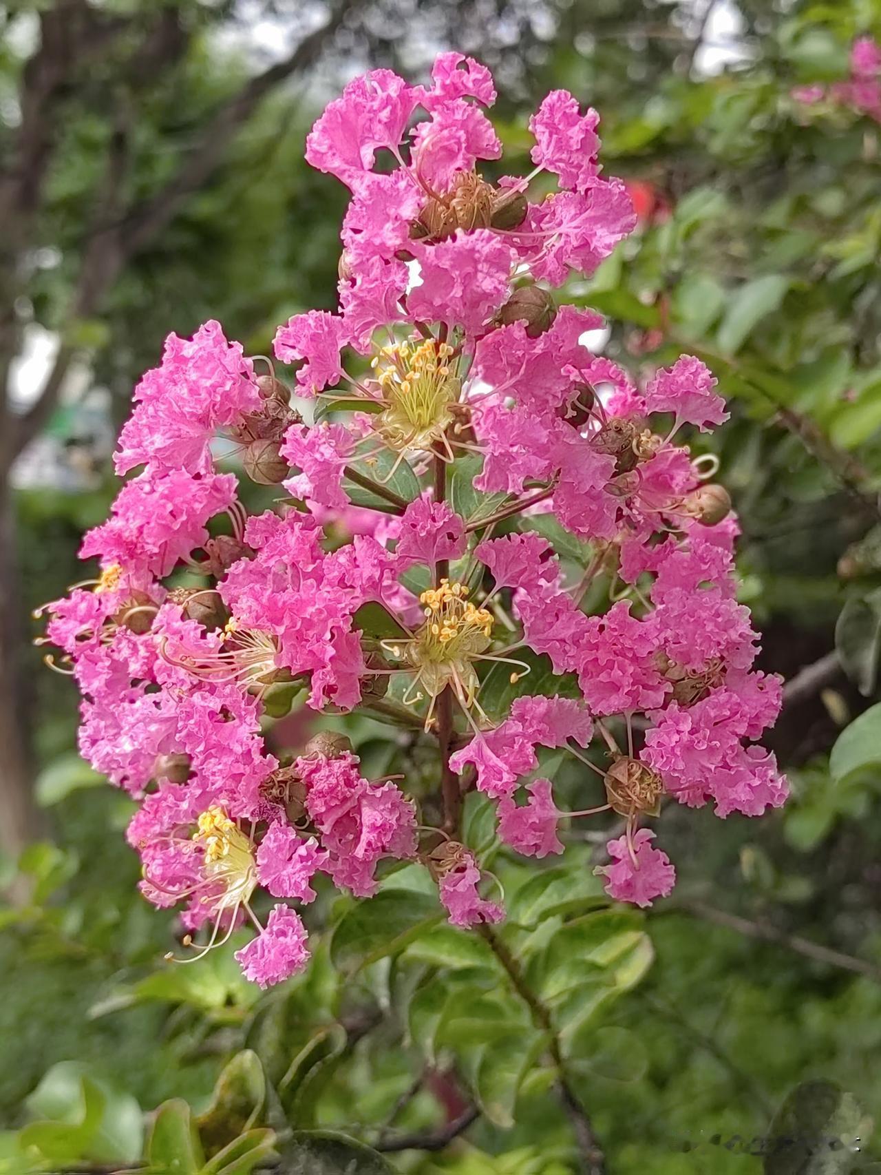紫薇花   那才是既清纯又淡雅紫薇花街道 玫红小叶紫薇 紫薇花蕊