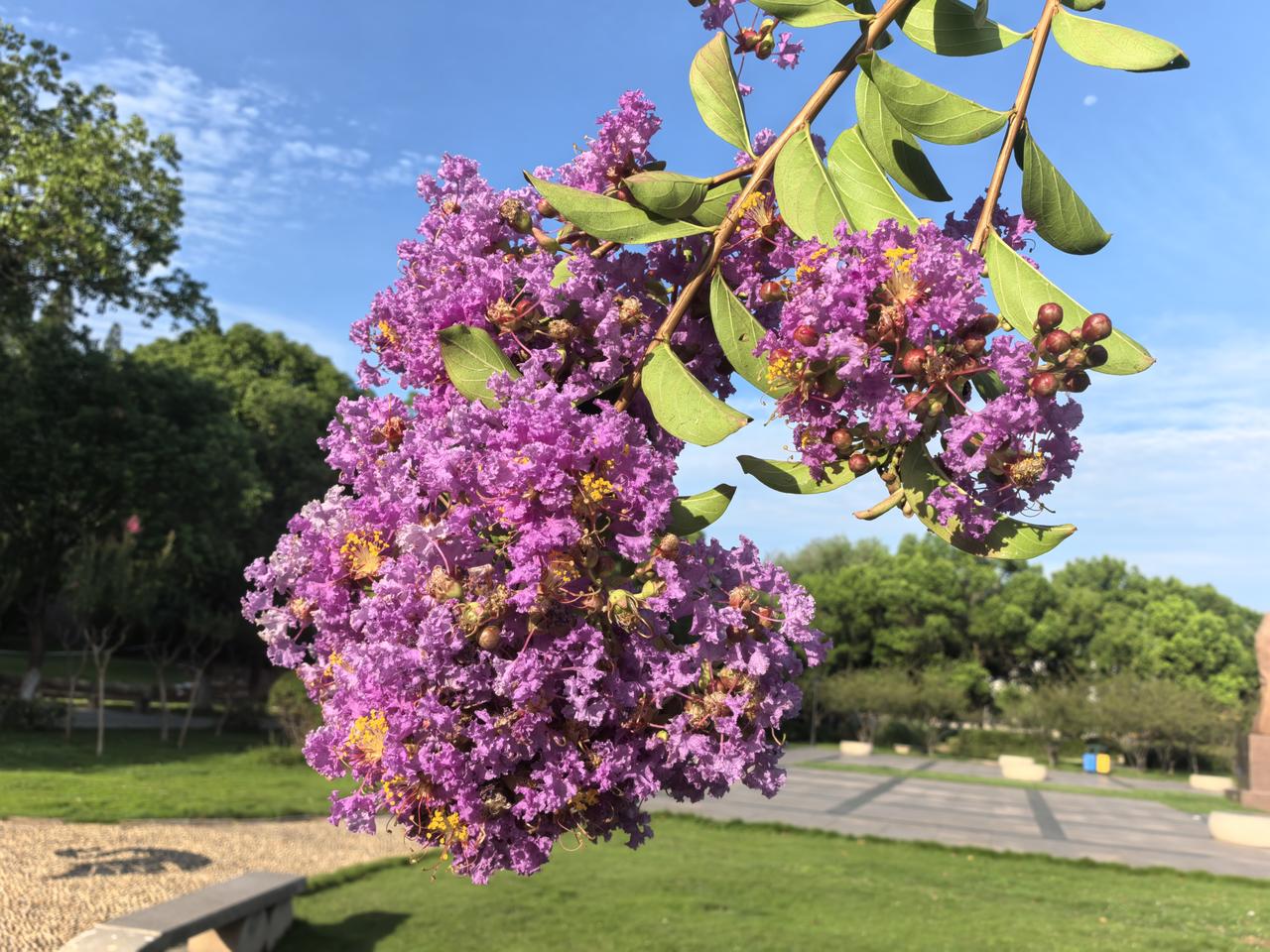 公园里开满紫花的小树枝。