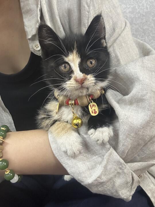 小奶猫治愈一切