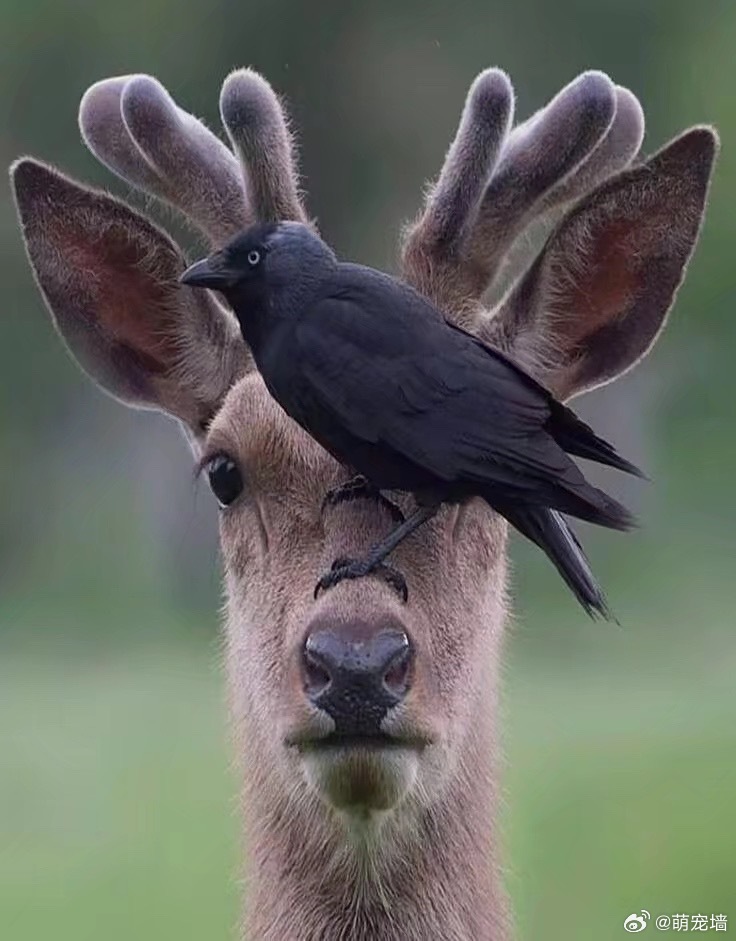 这里不是停鸟的地 