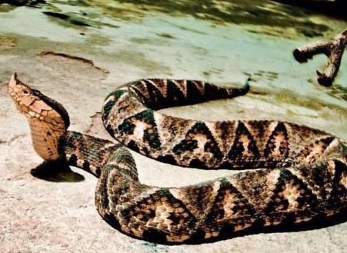 北京这哥们儿，就因为从小喜欢蛇，养了五步蛇当宠物，结果蛇生病没法主动进食，他手动