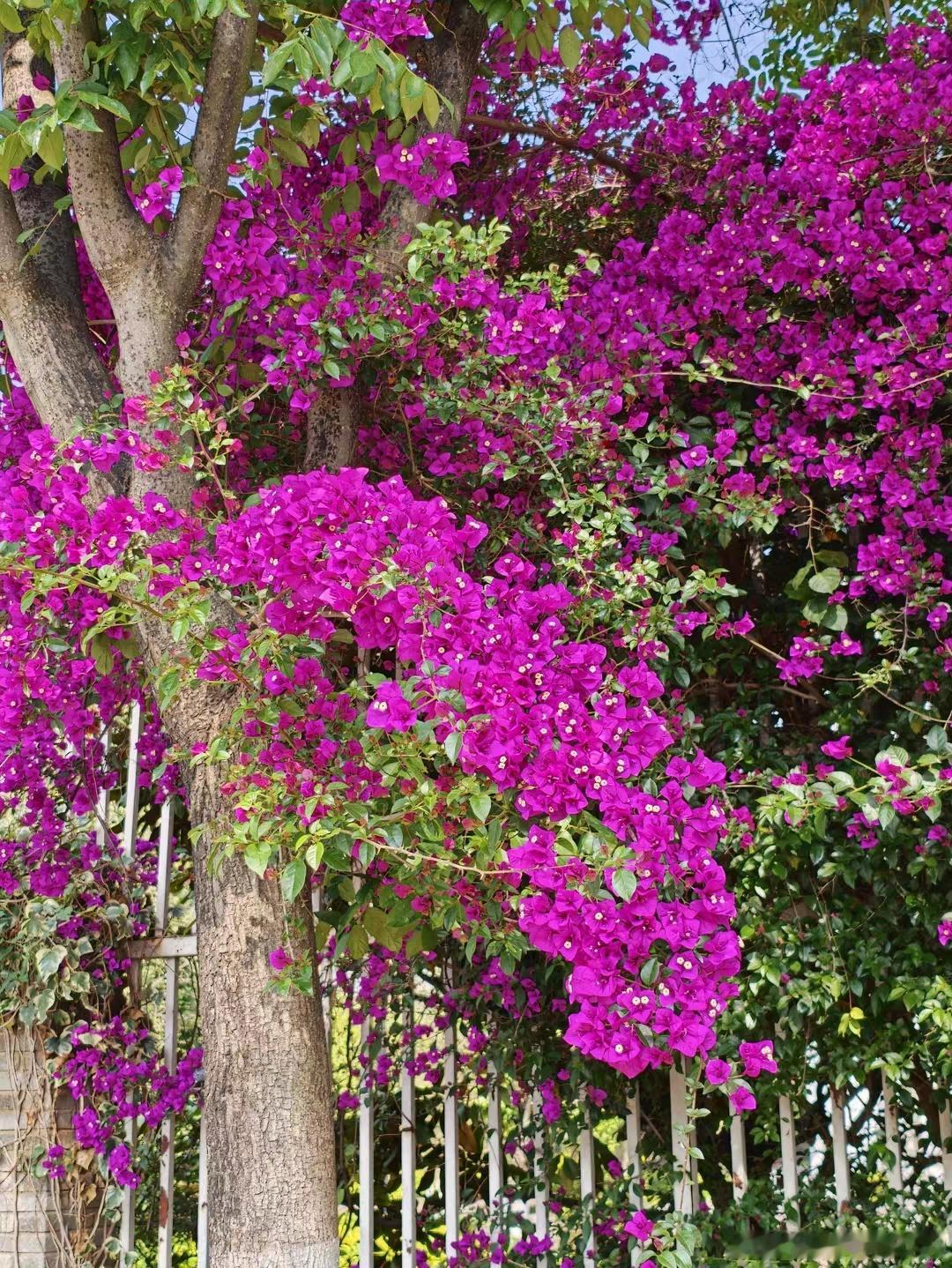 感受一下 OPPO Find X9 Ultra拍的照片，美哭了吗？ 