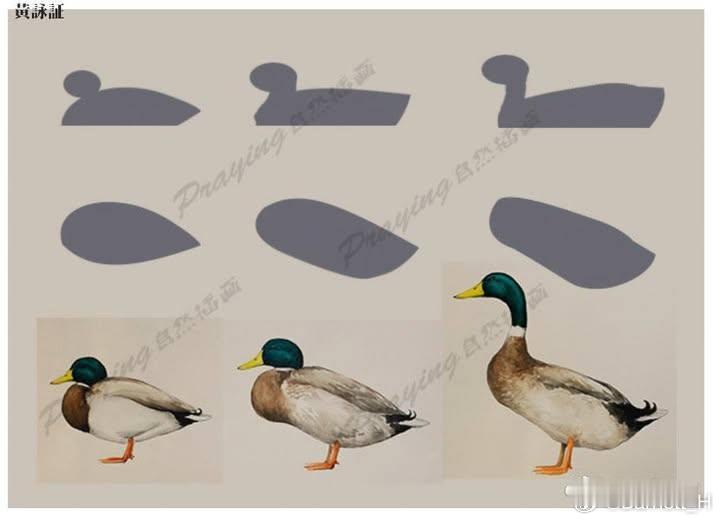 20260630，早安Anas platyrhynchos 綠頭鴨，公鳥是綠頭的