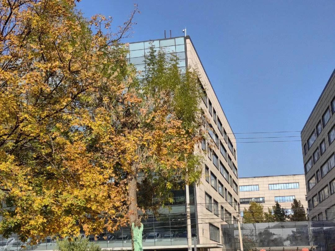 每到秋天金黄的白蜡树将马路变得鲜艳无比。北京的秋天真的非常短暂，没等黄透，叶子便